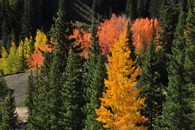 Fall colors in the Red Mountain area of the San Juans, Colorado